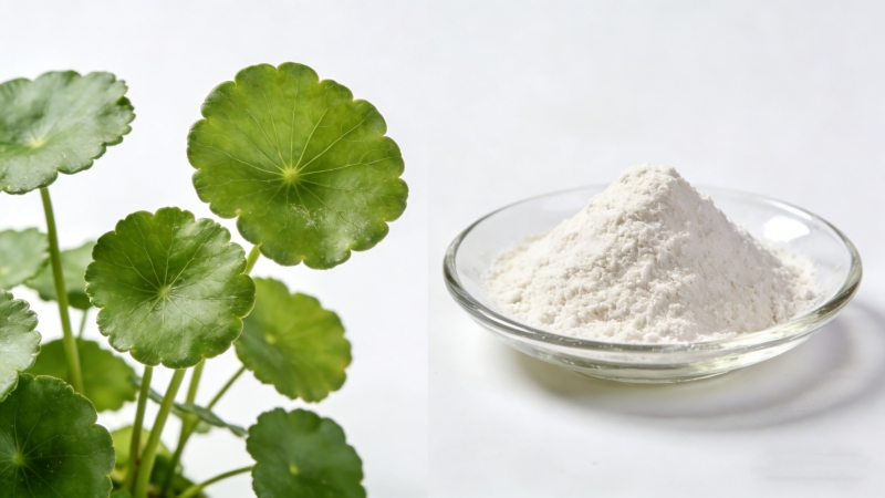 High purity Asiatic Acid powder derived from Centella asiatica plant