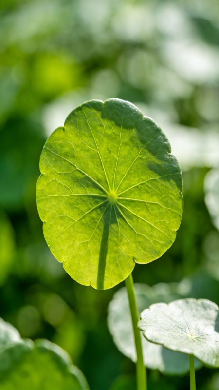 entella asiatica plant source of Asiatic Acid CAS 464-92-6